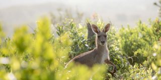 Kangaroo is in a bush in the Karijini National Park. You will see these kind of kangaroos in Perth to Broome backpacker tours